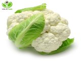 Hạt giống cải bông trắng F1 - TOKYO Trang Nông TN 150 GÓI 2G